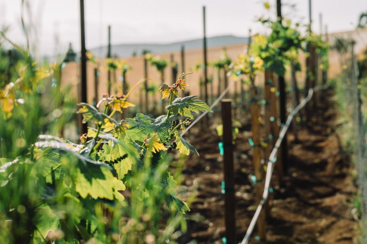 Quinta Sofia Valle De Guadalupe (Adults Only) ภายนอก รูปภาพ